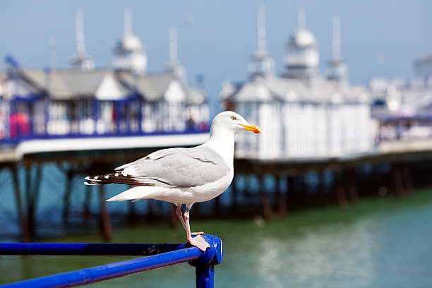 Seagull at Eastbourne Pier Seagull sitting on a rail in front of Eastbourne Pier eastbourne pier photos stock pictures, royalty-free photos & images