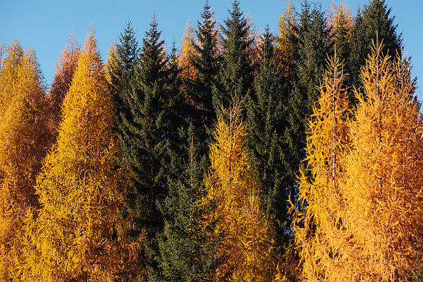 istock Foliage in the woods 495625336