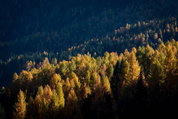 istock Foliage in the woods 495625460