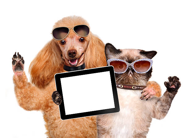 istock dog with cat taking a selfie together with a tablet 495625831