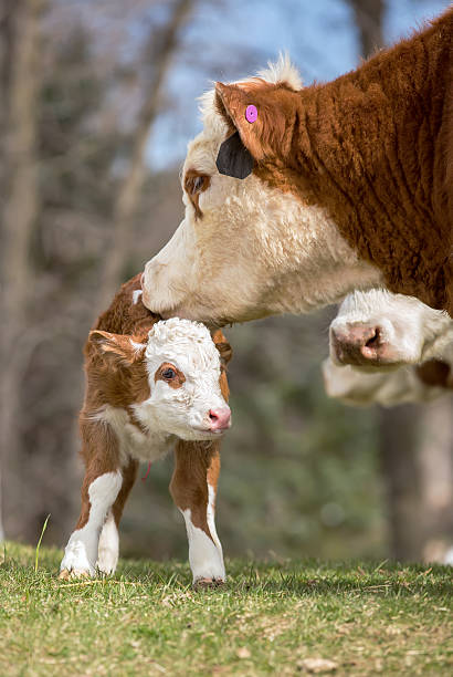 istock Newborn Brown & White Hereford Calf & Cows 495626024
