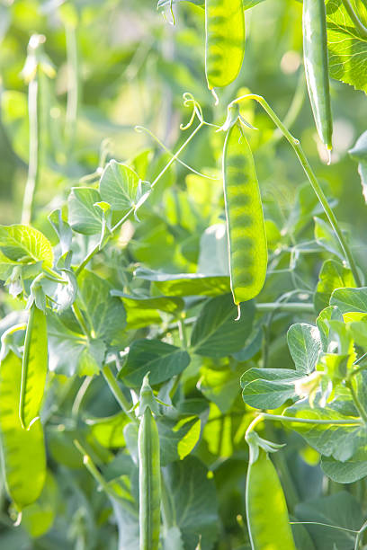istock Peas Growing in Garden 495626080