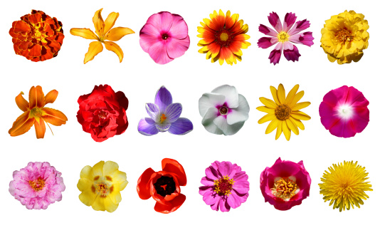 collection of flowers isolated on a white background