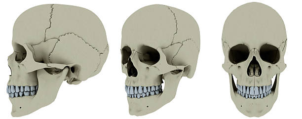 istock Skull anatomy in 3 positions 495626797