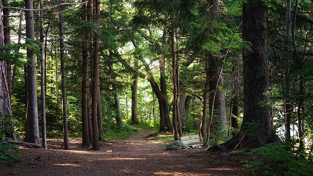 Ancient Mackworth Island Hiking Trail, Nature Forest, Portland, Maine stock photo