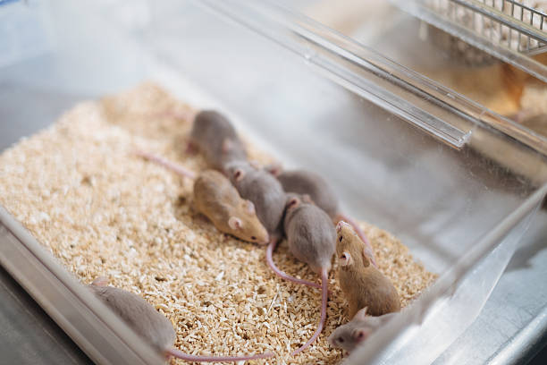 Lab mice playing in home cage stock photo