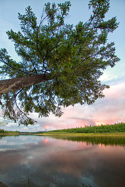 istock nature of Siberia 495627487
