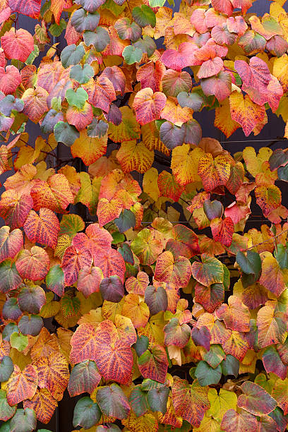 Multi colored autumn ivy vine leaves purple red orange brown yellow wall