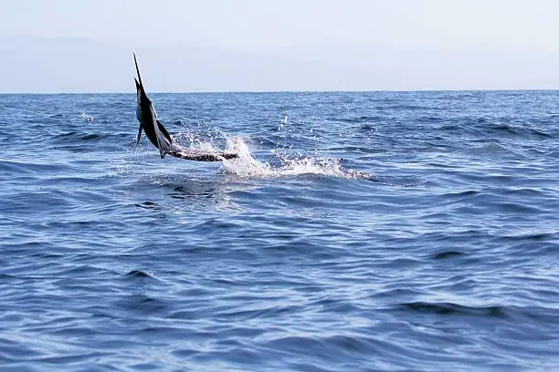 Sportfishing : the fish was caught and released rapidly.