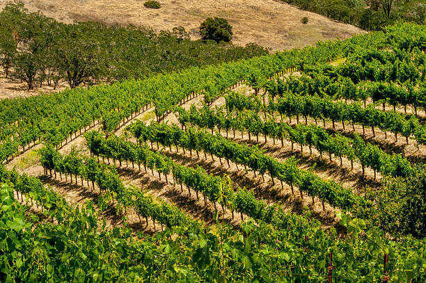istock Hillside Vineyard, Napa County, California 495627784