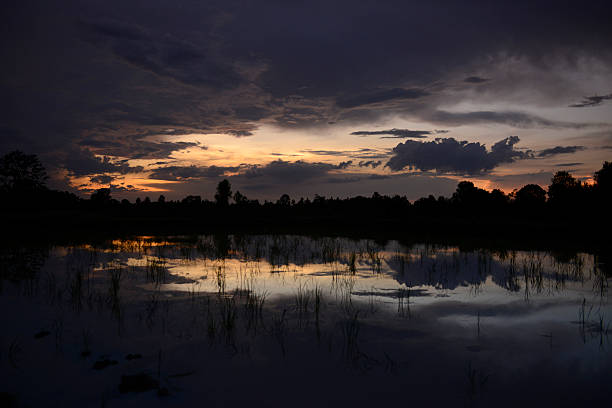Rice fields and agriculture in the province of Amnat Charoen northwest of Ubon Ratchathani in northeastern Thailand in South-East Asia.