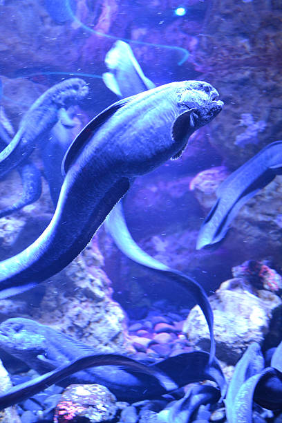 istock Blue fish in watertank 495628000