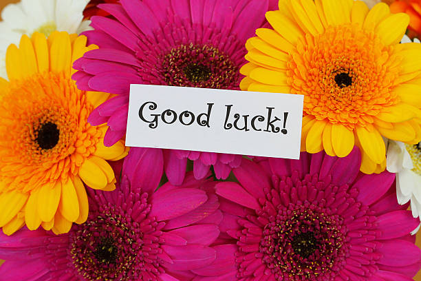 istock Good luck card with colorful gerberas 495628283