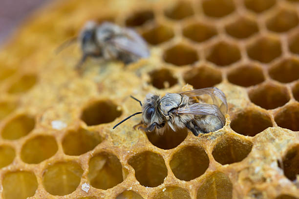 honey bee salir del huevo de canutillo rodeado de sellado brood - panal de miel fotos fotografías e imágenes de stock
