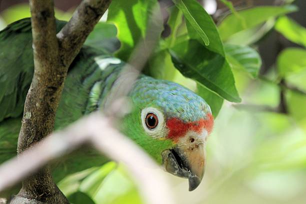 istock Green parrot, Costa Rica 495628851