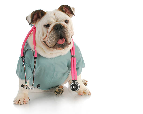 veterinary care stock photo