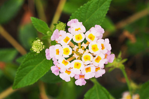 istock blooming pink Lantana 495629639
