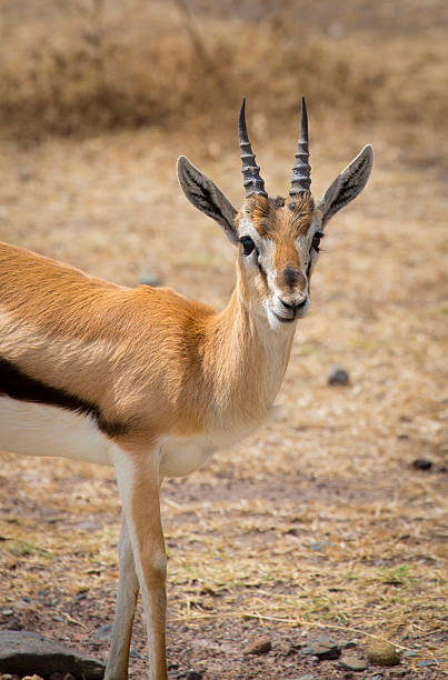 istock gazelle in ngorongoro 495629805