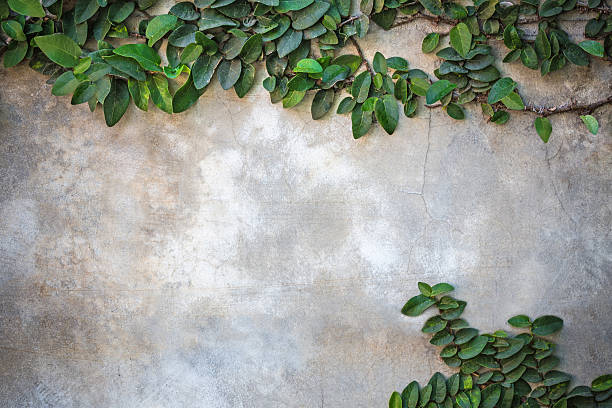 Ficus pumila climbing on wall stock photo