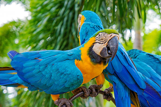 istock Amazing Blue and Yellow Macaw (Arara parrots) 495630463