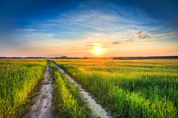istock Sunset over rural road in green field 495630729