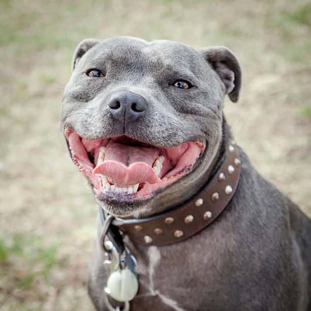 Head of Staffordshire Bull Terrier with Mouth Open Head of very happy blue or grey Staffordshire Bull Terrier or Staffie in leather studded collar  with mouth open in a smile and looking at the camera blue nose pitbull pictures pictures stock pictures, royalty-free photos & images
