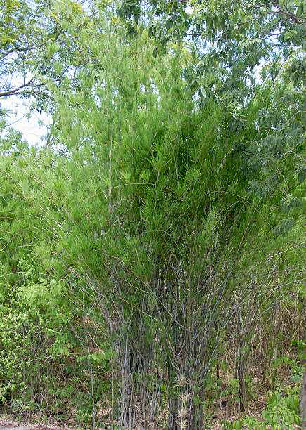 istock Vietnamosasa pusilla Bamboo 495631039