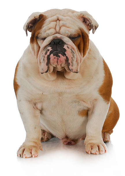 istock english bulldog 495631127