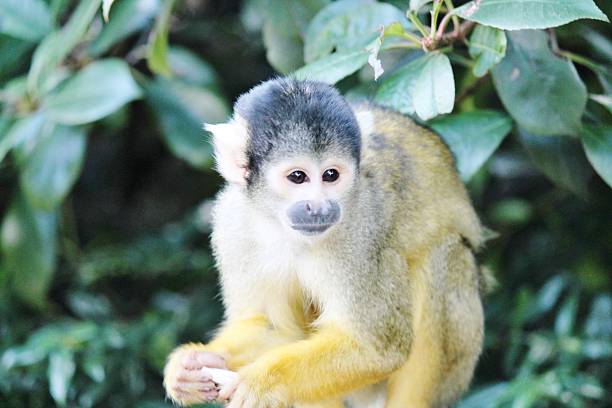 istock Close-up of a Squirrel Monkey- Saimiri sciureus 495631543