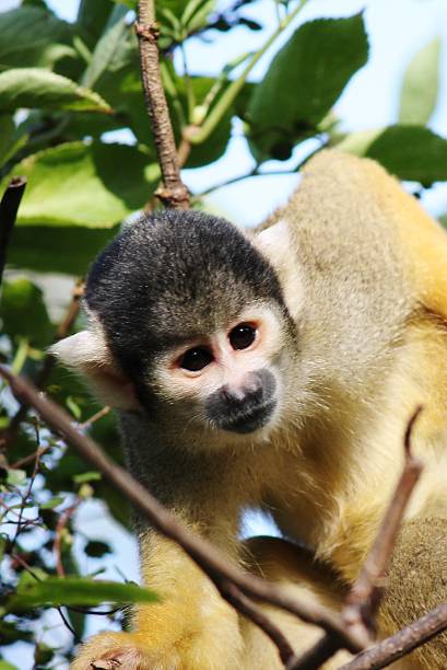 istock Close-up of a Common Squirrel Monkey- Saimiri sciureus 495631547