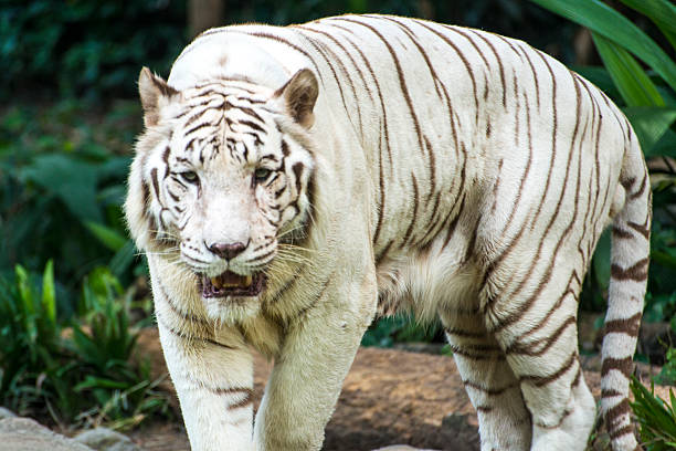 istock Majestic white tiger in wildlife. 495632075