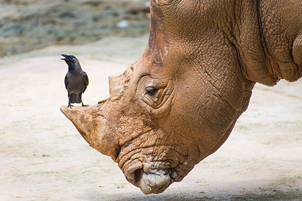 White Rhinoceros in wildlife, big & small friends. White Rhinoceros in wildlife during a safari. symbiotic relationship stock pictures, royalty-free photos & images