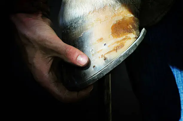 farrier holds a hoof of horse leg