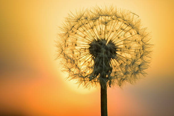 istock Closeup of dandelion against sunset 495632549