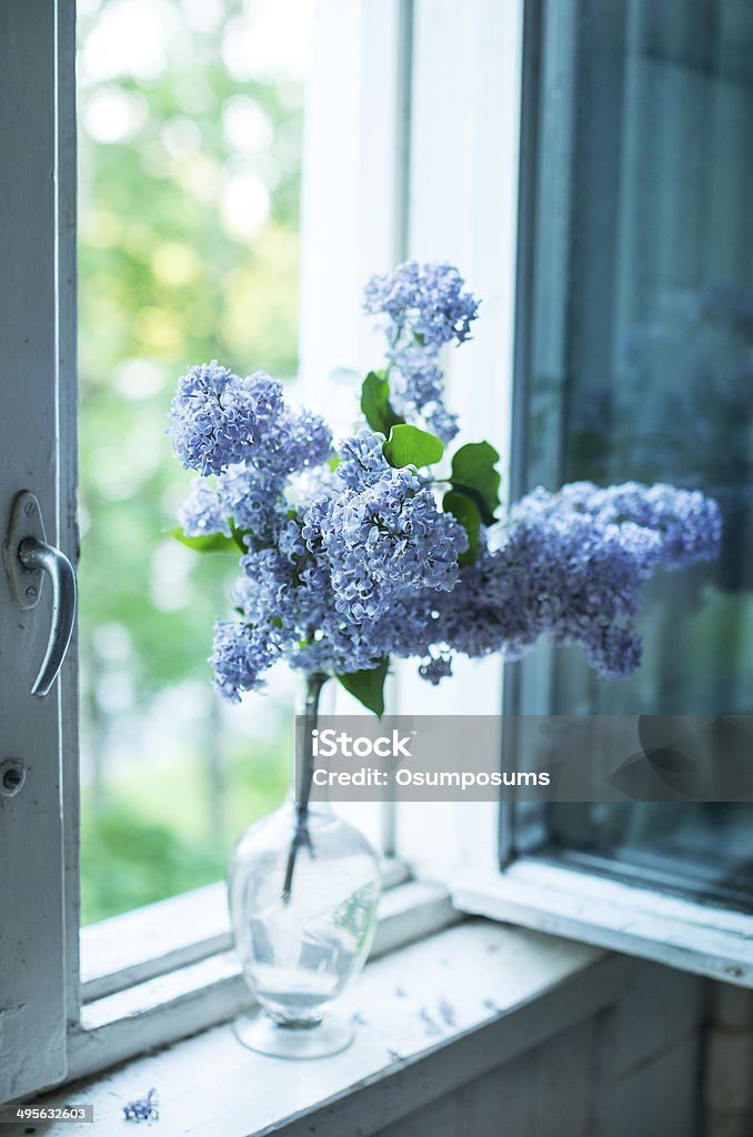 Blue purple lilac flowers in black vase on window sill Beauty In Nature Stock Photo