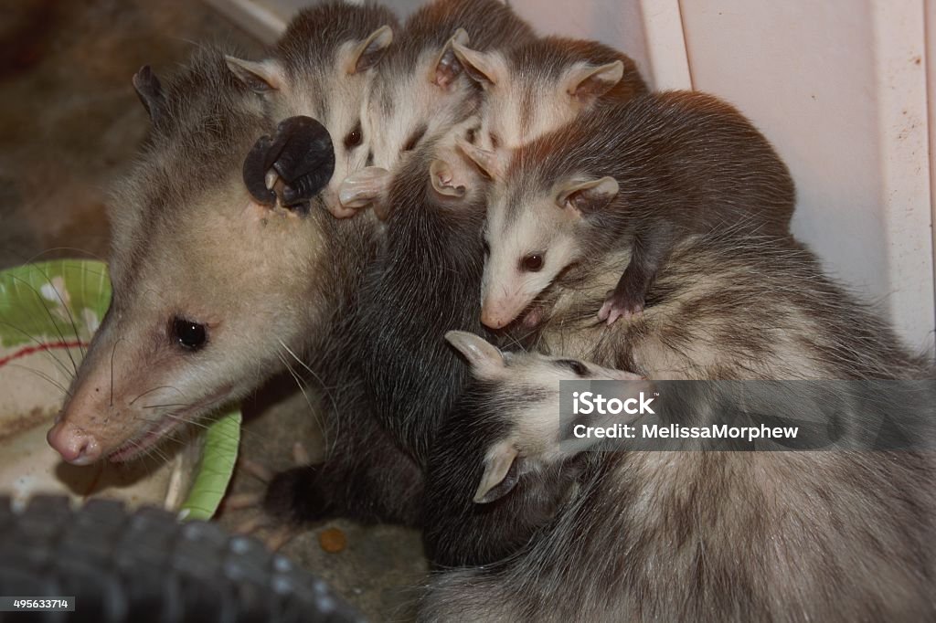 Mother Opossum Carrying Six Babies On Her Back Stock Photo - Download Image  Now - Opossum, Young Animal, 2015 - iStock
