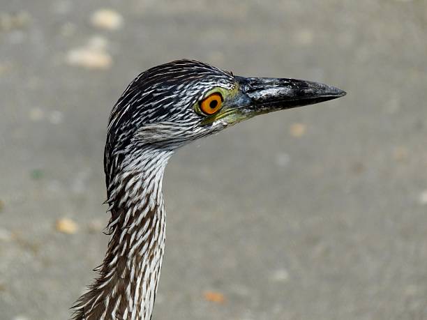istock Yellow-Crowned Night-Heron (Nyctanassa violacea) 495633724