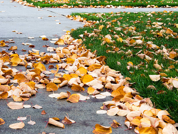 istock Autumn leaves on walkway and yard 495633990