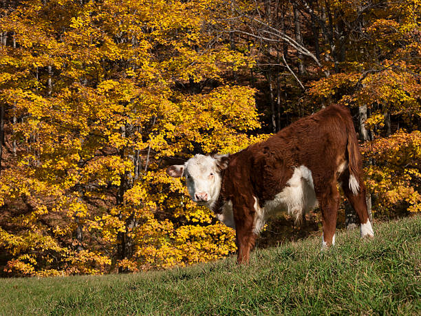hereford krowa na zboczu wzgórza w jesień, vermont - jenne farm zdjęcia i obrazy z banku zdjęć