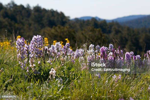 Mountain Bluebell And Wildflowers In The Pike National Forest Stock Photo - Download Image Now