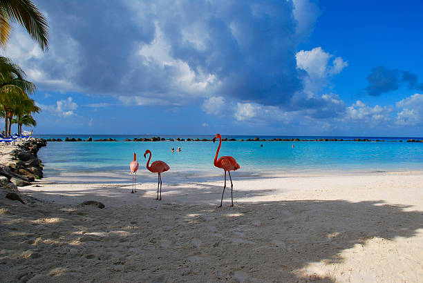 Aruba beach with pink flamingos at the beach, flamingo at the beach in Aruba Island Caribbean. A colorful flamingo at the beachfront, a couple of men and woman on the beach mid age man and woman