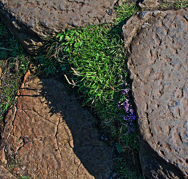 caminho dos gigantes de basalto colunas hexagonais com relva e flores inbetween - national trust northern ireland uk rock imagens e fotografias de stock