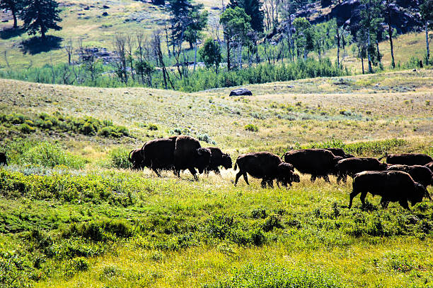 istock back end of the herd 495636776