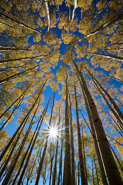 istock Fall Color Aspen in Colorado 495636924