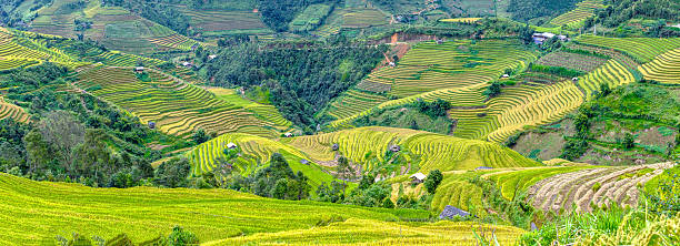 Panoramic terracing grain season in highlands Yen Bai, Vietnam Panoramic terracing grain season in the highlands of Yen Bai, Vietnam's rice with ripe yellow, wavy folds of the hillside fields so picturesque yên bái stock pictures, royalty-free photos & images