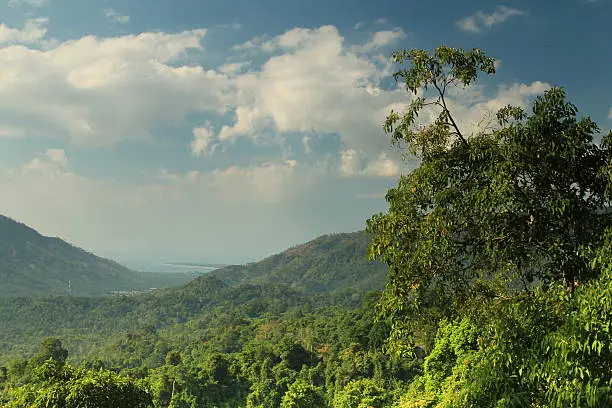 rain forest in lombok