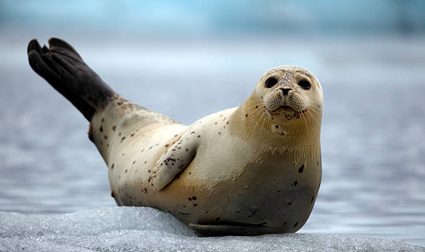 Fur Seal on an Iceberg A fur seal floating on in Iceberg in Jökulsárlón, Iceland. jokulsarlon stock pictures, royalty-free photos & images