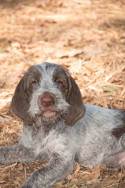 Dallas, Texas, USA, October 18, 2015 - A nine week old Spinone Italiano puppy has been at her new home for one week and exploring everything. She enjoyed the camera and was very curious about it and is a new member of our family!