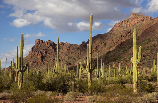 This is a photograph of a cactus in Saguaro National Park in Tucson, Arizona, USA on a spring day.