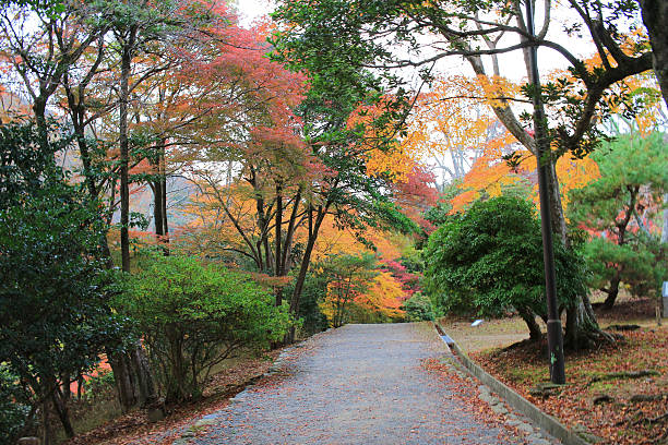 istock Autumn Leaves Of Arashiyama 495638286